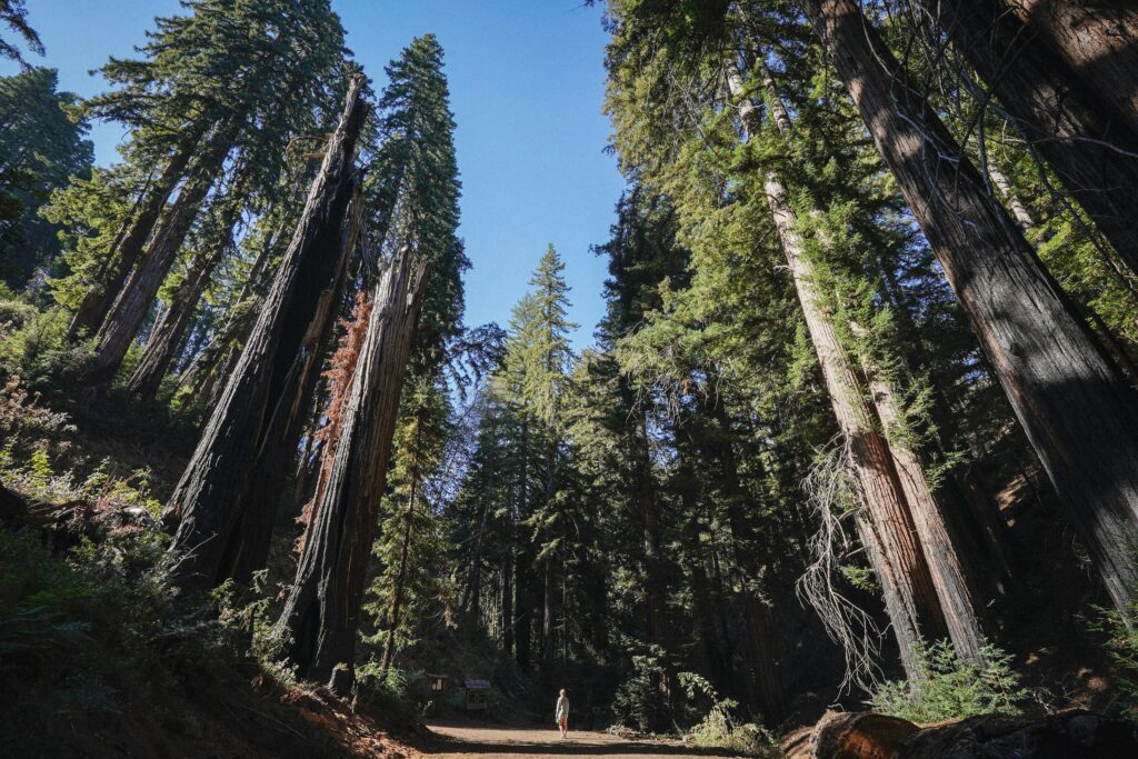 Henry Cowell Redwoods